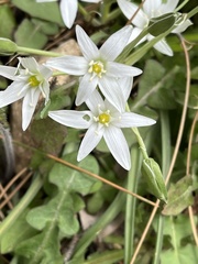 Ornithogalum narbonense