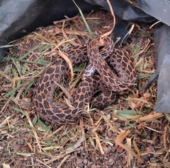Crotalus polystictus