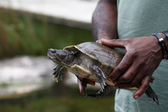 Trachemys terrapen