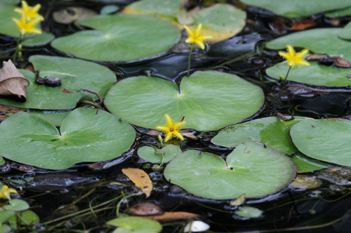 Nymphoides grayana (Nymphoides grayana)