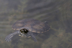 Trachemys terrapen