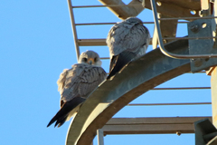 Falco hypoleucos
