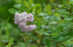 Spiraea × pyramidata