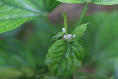 Maconellicoccus hirsutus