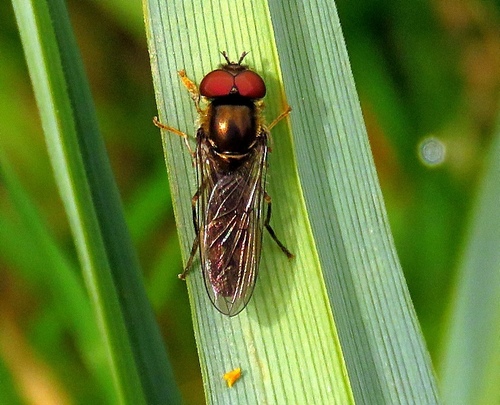Grey-spotted Sedgesitter