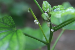 Maconellicoccus hirsutus