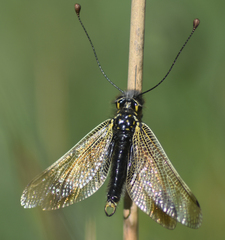 Libelloides ictericus