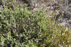Oedera uniflora