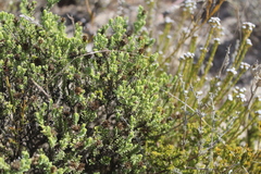 Oedera uniflora