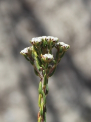 Phylica selaginoides