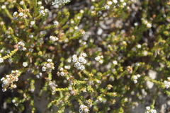 Phylica selaginoides