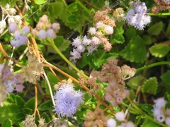 Ageratum maritimum
