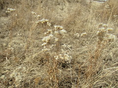 Saussurea salicifolia