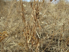 Saussurea salicifolia