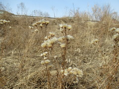 Saussurea salicifolia