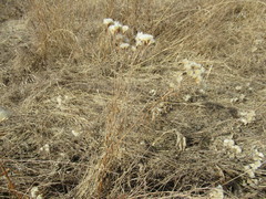 Saussurea salicifolia