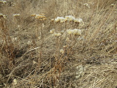 Saussurea salicifolia