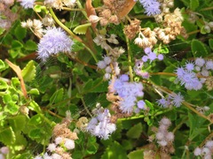 Ageratum maritimum