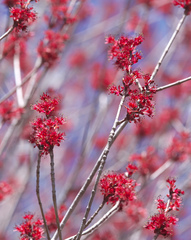 Acer pycnanthum