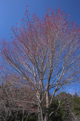 Acer pycnanthum