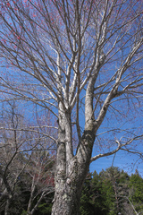 Acer pycnanthum