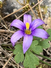 Romulea tempskyana