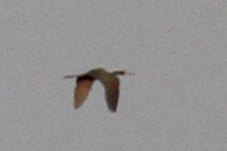 Egretta rufescens