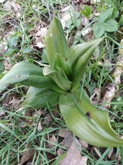 Himantoglossum hircinum