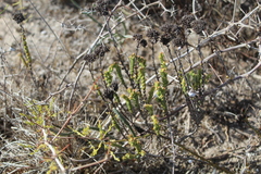 Crassula subulata fastigiata