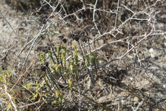 Crassula subulata fastigiata