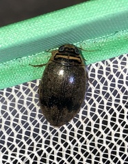 Thermonectus nigrofasciatus