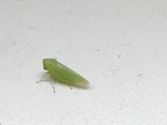 Hyalojassini