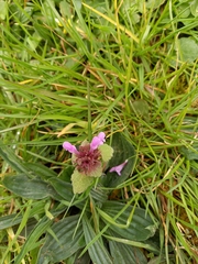 Lamium purpureum