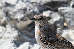 Bahama Mockingbird photo 3