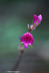 Onobrychis caput-galli