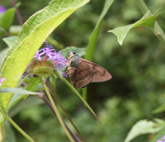 Astraptes weymeri
