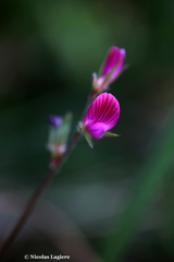 Onobrychis caput-galli