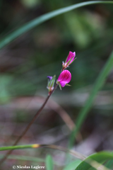 Onobrychis caput-galli