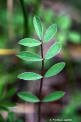 Onobrychis caput-galli
