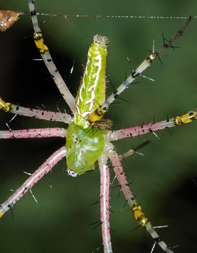 Decorated Green Lynx Spider