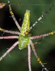 Peucetia striata