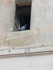 Columba livia domestica