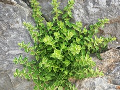 Origanum onites