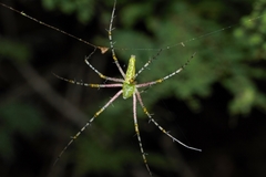 Peucetia striata