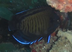 Centropyge multispinis