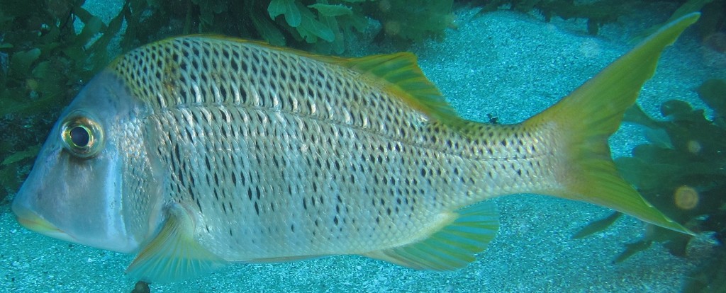 Yellowtail Emperor