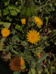 Calendula arvensis