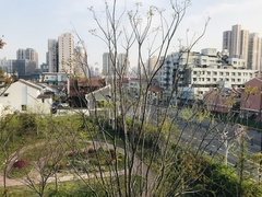 Streptopelia chinensis