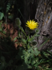 Asteraceae