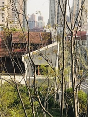 Streptopelia chinensis